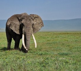 83 jours safari en groupe en Tanzanie vers Tarangire National Park, Ngorongoro Crater et Lake Manyara National Park - Photo 1
