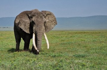 3 jours safari en groupe en Tanzanie vers Tarangire National Park, Ngorongoro Crater et Lake Manyara National Park