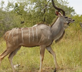 3 Tage Bestes vom Kruger Nationalpark: Klassische Big Five Safari in Südafrika - Photo 5