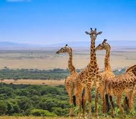 5 días de safari de lujo en Mara, Naivasha y Nakuru, Kenia - Photo 2