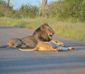 84 Tage Entdecken Sie den malerischen Krüger-Nationalpark: Private Big-Five-Safari in Südafrika - Photo 1