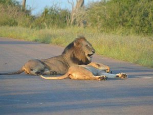 4 Day Explore the Scenic Kruger National Park: Big Five Private Safari in South Africa