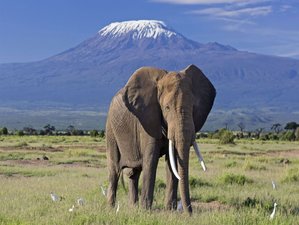 3 Day Short Safari in Amboseli National Park, Kenya
