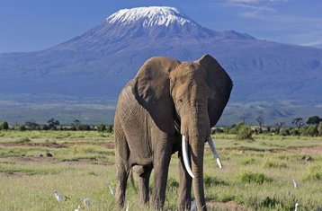 3 Tage Kurze Safari im Amboseli Nationalpark, Kenia