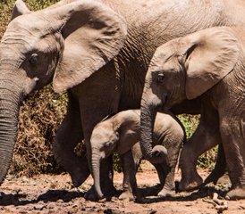 6-Daagse Perfecte Kaapstad en Garden Route Avontuurlijke Safari Groepsreis in Zuid-Afrika - Photo 3