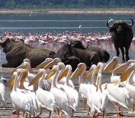 10 Tage Beste Kenia Big Five Private Wildlife-Safari - Photo 2