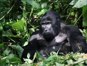 9-Daagse Onvergetelijke Safari in Oeganda