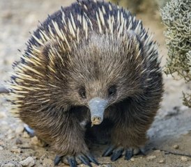 2 Tage Great Ocean Road Wildnis Tour von Melbourne nach Adelaide in Australien - Photo 5