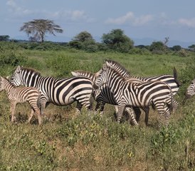 11 jours en stage de safari au Kenya et en Tanzanie – incroyable aventure transfrontalière en Afrique de l’Est - Photo 5