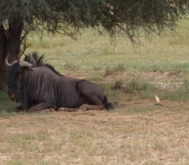 8 jours safari dans le Kalahari avec conduite autonome guidée de catégorie intermédiaire, Afrique du Sud - Photo 4