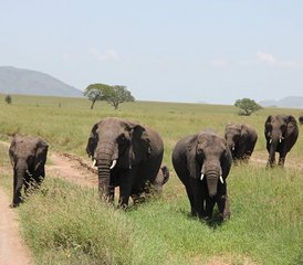 12 Tage Spektakulärer Wildlife-Safari und Strandurlaub in Sansibar, Tansania - Photo 4