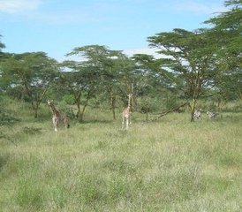 2 días de safari en Hell's Gate y el lago Elementaita en Kenia - Photo 5