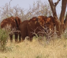 2 Tage Tsavo-Ost-Safari in Kenia - Photo 2