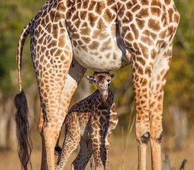6 Tage Private Serengeti- und Ngorongoro-Krater-Safari in Tansania - Photo 2