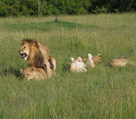 3 Tage Budget-Gruppensafari im Serengeti-Nationalpark und am Ngorongoro-Krater, Tansania - Photo 3