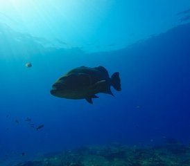7 jours en stage du meilleur de la Basse-Californie avec plongée sous-marine et snorkeling au Mexique - Photo 5