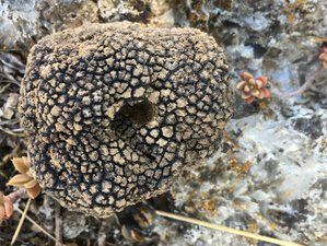 Truffle hunting vacations