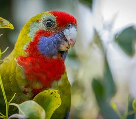 33 Tage Great Ocean Road und Grampians Wildlife Tour in Australien - Photo 1