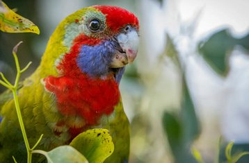 3 días de tour de fauna por la Great Ocean Road y los Grampians en Australia