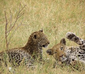 16-Daagse Spannende Safari in Botswana  - Photo 1
