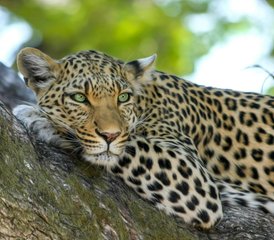 4 Tage Luxus-Zeltsafari im Kruger-Nationalpark in Südafrika - Photo 5