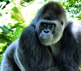 3 Tage Uganda Safari mit Gorillatrekking im Bwindi Impenetrable Nationalpark - Photo 2