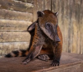 6 Tage Lagartococha Abenteuer Wildtier-Tour im Cuyabeno-Reservat in Ecuador - Photo 5