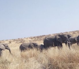 3 Tage Tansanische Safari im Nationalpark Mikumi und im Nationalpark Udzungwa Mountain - Photo 4