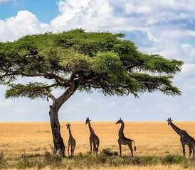 7 Tage Mittelklasse Tansania-Safari in Tarangire, Serengeti und Ngorongoro-Krater - Photo 5