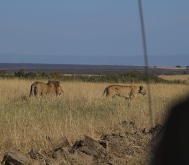 3 jours safari en lodge de catégorie intermédiaire au Maasai Mara, Kenya - Photo 4