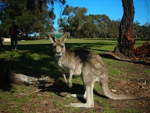 3 Días de Excursión de Fauna Silvestre en Great Ocean Road y Grampians en Victoria, Australia