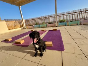 7 Day Find Inner Balance and Zest for Life at This Puppy Yoga Retreat in Cyprus