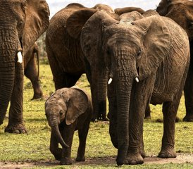 113 Tage Private Safari in Tansania: Erkunden Sie Tarangire, den Manyara-See und den Ngorongoro-Krater - Photo 1