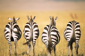 7 Tage Masai Mara, Naivasha, Amboseli und Tsavo-West-Nationalparks Safari in Kenia