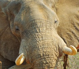 11 Tage Sambia Lodge- und Camping-Safari im Kafue-Nationalpark von Süd nach Nord - Photo 2