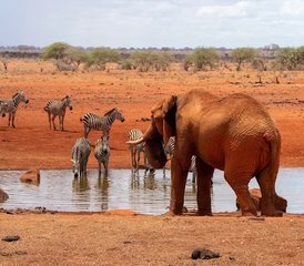 62 Tage geführte Safari im Tsavo East, Kenia ab Diani Beach - Photo 1