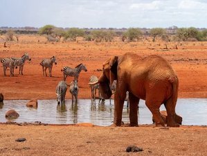 2 jours en safari guidé à Tsavo Est, Kenya depuis Diani Beach