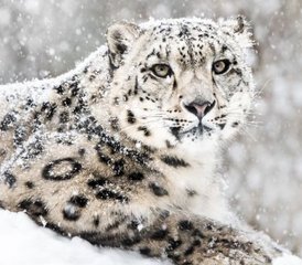 12 jours en stage d’expédition ultime sur la faune du léopard des neiges en Inde - Photo 3