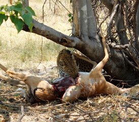 5-Daagse Mobiele Kampeersafari in Moremi Game Reserve en Chobe National Park in Botswana - Photo 4