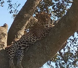 10 jours en stage de safari en famille au Kenya et en Tanzanie - Photo 2