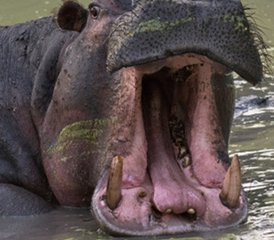 3 Tage Abenteuer Safari im Queen Elizabeth National Park in Uganda - Photo 4