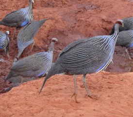 3 Tage Tsavo Nationalpark Safari in Kenia - Photo 4