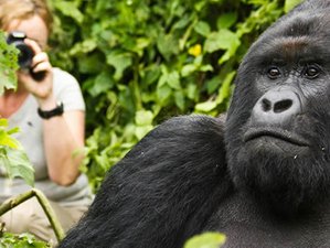 4 Days Gorilla Trekking in Volcanoes National Park, Rwanda