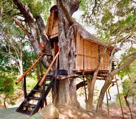 23-Daagse Uitstap Naar Treehouse En Lodge Kruger Park Safari in Zuid-Afrika - Photo 1