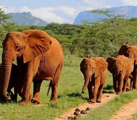 7 jours en stage de safari au Masai Mara, au lac Nakuru, à Hell's Gate, au lac Naivasha et à Amboseli, Kenya - Photo 2