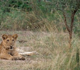 8 Tage Safari-Erlebnis mit Gorillas, Schimpansen und den Big Five in Uganda - Photo 5