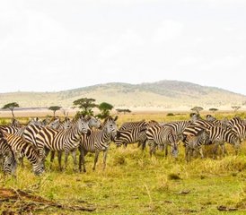 6 jours en safari camping économique en Tanzanie : lac Manyara, Serengeti et Ngorongoro - Photo 5