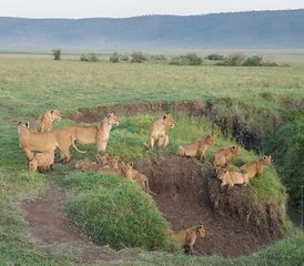 6 jours safari intermédiaire Manyara, Serengeti, Ngorongoro, Tarangire, Tanzanie - Photo 3
