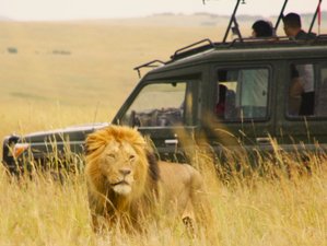 10 Day Kenya and Tanzania Safari Experience
