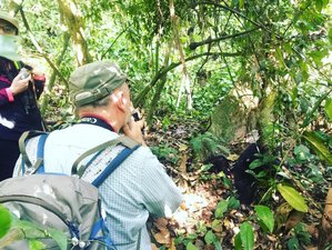 10 jours safari Murchison Falls, Kibale, Queen Elizabeth, Bwindi, Mburo, Ouganda